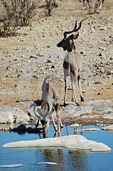 Kudus in Etosha #3