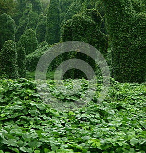 Kudzu