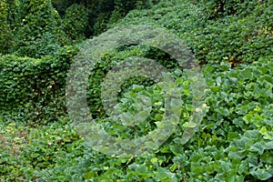 Kudzu