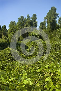 Kudzu