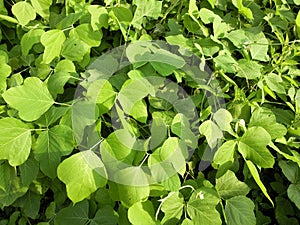 Kudzu