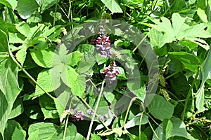 Kudzu ( Pueraria lobata ) flowers. Fabbaceae perennial vine.