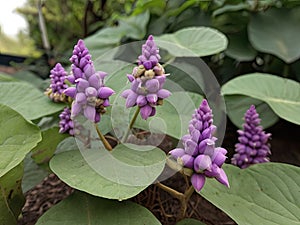 Kudzu (Pueraria montana) in the garden