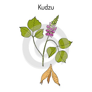 Kudzu pueraria montana , medicinal plant