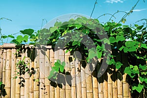 Kudzu thickets on a bamboo fence.
