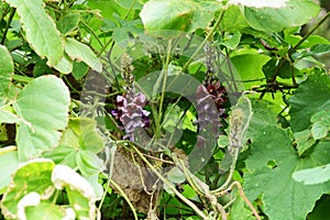 Kudzu vine flowers