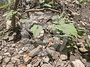 Kudzu vines over rocks with box elder bugs