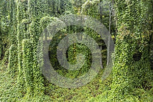 Kudzu vines, Pueraria montana, covering trees and a hillside in North Carolina