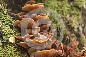 Kuehneromyces