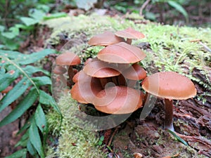 Kuehneromyces lignicola Mushrooms