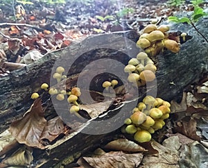 Kuehneromyces mutabilis. Agaricales. Fungi. Mushroom. Forest. photo