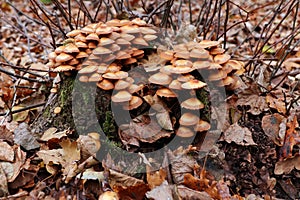 Kuehneromyces mutabilis commonly known as the sheathed woodtuft photo