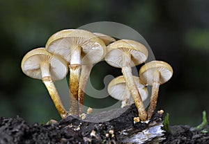 Kuehneromyces mutabilis commonly known as the sheathed woodtuft, is an edible mushroom that grows in clumps on tree stumps