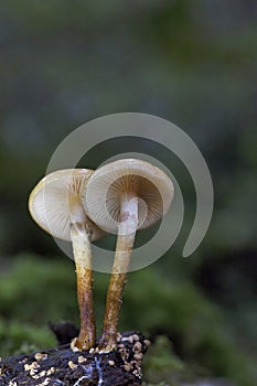 Kuehneromyces mutabilis commonly known as the sheathed woodtuft, is an edible mushroom that grows in clumps on tree stumps .