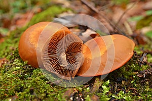 Kuehneromyces mutabilis mushroom