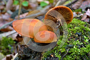 Kuehneromyces mutabilis mushroom