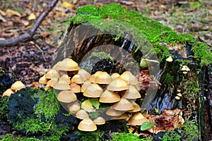 Kuehneromyces mutabilis mushrooms