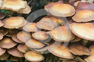 Kuehneromyces mutabilis, Pholiota mutabilis, sheathed woodtuft