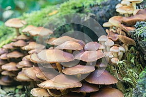 Kuehneromyces mutabilis, Pholiota mutabilis, sheathed woodtuft