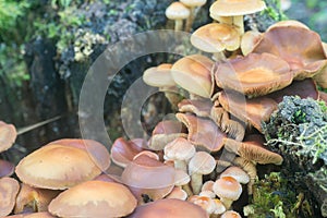 Kuehneromyces mutabilis, Pholiota mutabilis, sheathed woodtuft