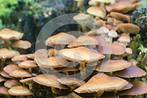 Kuehneromyces mutabilis, Pholiota mutabilis, sheathed woodtuft