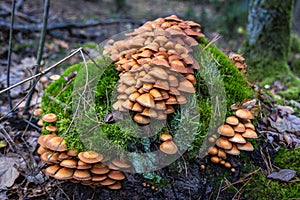 Kuehneromyces mutabilis - sheathed woodtuft