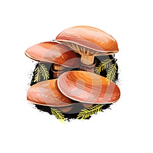 Kuehneromyces mutabilis sheathed woodtuft, is an edible mushroom grows in clumps on tree stumps. Digital art illustration, natural