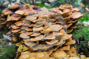 Kuehneromyces mutabilis, sheathed woodtuft mushrooms closeup