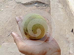 Kueni fruit, a type of mango that tastes delicious