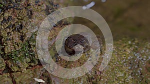 Kuhl`s Creek Frog sitting on rock near mountain stream creek water flowing in forest. Close up. Night safari Tropical Rainforest