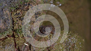 Kuhl`s Creek Frog sitting on rock near mountain stream creek water flowing in forest. Close up. Night safari Tropical Rainforest