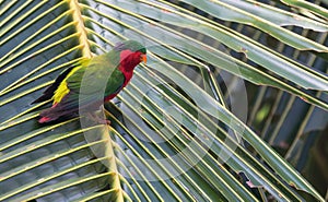 Kuhl\'s Lorikeet, Vini kuhlii