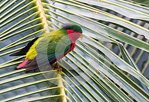 Kuhl\'s Lorikeet, Vini kuhlii photo