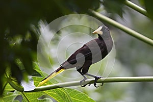 Kuif-oropendola, Crested Oropendola, Psarocolius decumanus insularis