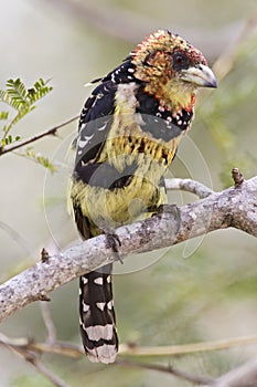 Kuifbaardvogel, Crested Barbet, Trachyphonus vaillantii photo
