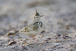 Kuifleeuwerik, Crested Lark, Galerida cristata