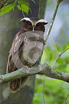 Kuifuil, Crested Owl, Lophostrix cristata photo