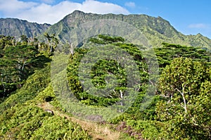 Kuilau Ridge Trail