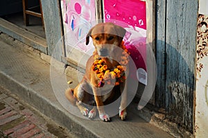 Kukkur Tihar or Kukur dogs in diwali festival of lights on second day of the religious festival nepalese dog are honoured