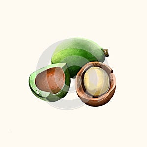 Kukui nut isolated on white. Hand drawn illustration of candleberry, Indian walnut, kemiri, varnish tree, nuez de la