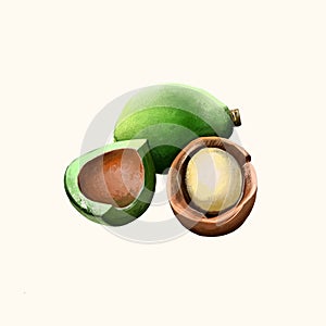 Kukui nut isolated on white. Hand drawn illustration of candleberry, Indian walnut, kemiri, varnish tree, nuez de la photo