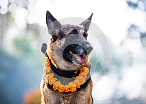 Kukur Tihar dog festival in Kathmandu, Nepal