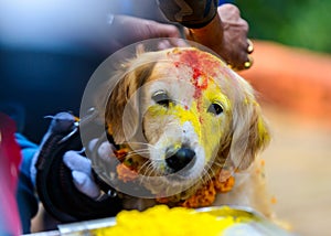 Kukur Tihar in Kathmandu, Nepal