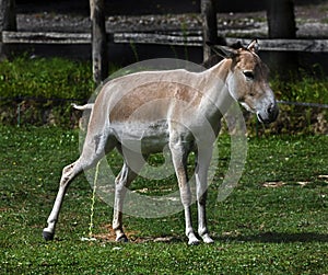 Kulan female 1