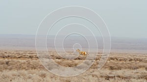 Kulan galloping across the desert terrain