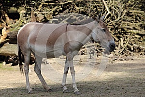 Kulan onager Equus hemionus