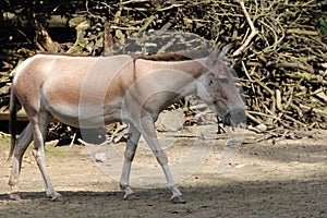 Kulan onager Equus hemionus