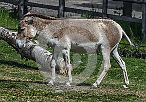 Kulan walking in its enclosure 1