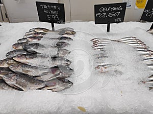 Variety of fish displayed at supermarket