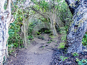 Kuliouou Trail on the Hawaiian island of Oahu